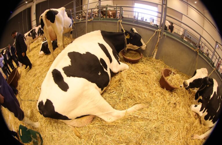 Querétaro reúne a especialistas y productores en el XIV Foro Nacional Holstein