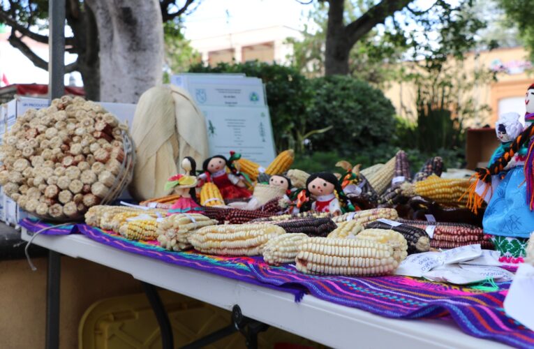 UAQ impulsa conservación del maíz nativo y fortalece el patrimonio alimentario