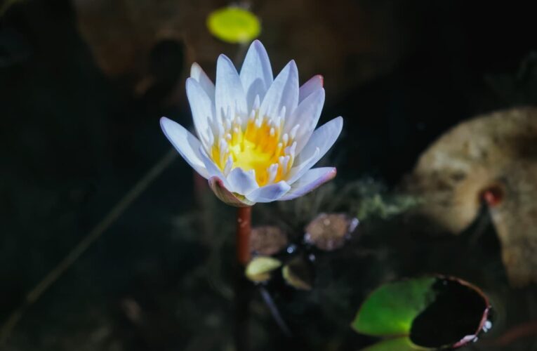 Participa investigadora de la UAQ en atlas mundial que documenta más de 3 mil 500 especies de plantas acuáticas