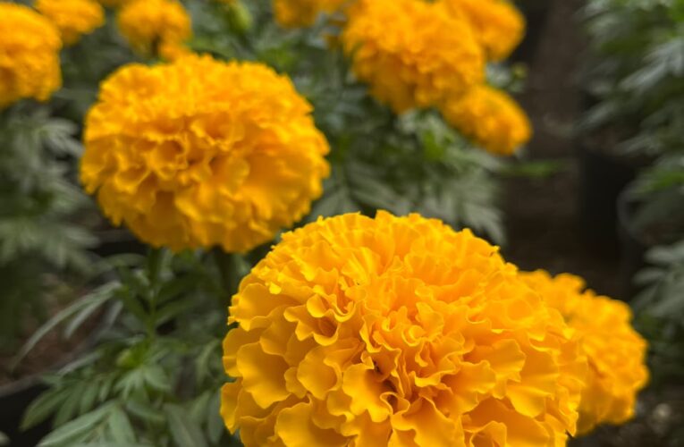 Querétaro se prepara para el Día de Muertos con 35 mil flores de cempasúchil cultivadas en el Vivero Municipal