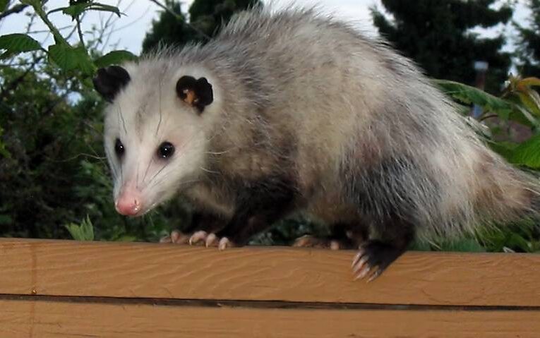 ¿Cómo llegó el fuego a la humanidad? El mito del tlacuache asegura que este animal fue el Prometeo para los antiguos mexicanos