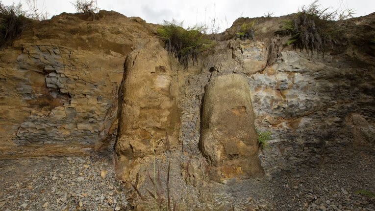Descubren un bosque fosilizado en Brasil que llevaba oculto millones de años