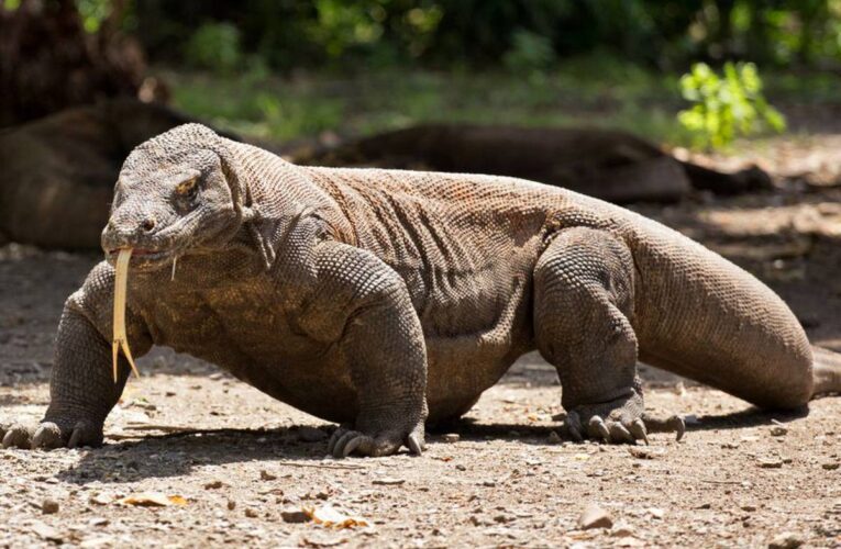 Uno de los reptiles más grandes que existen: el dragón de Komodo